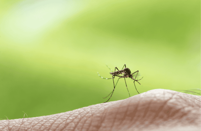 a mosquito