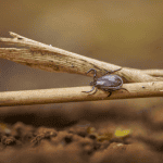 a tick
