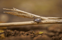 a tick