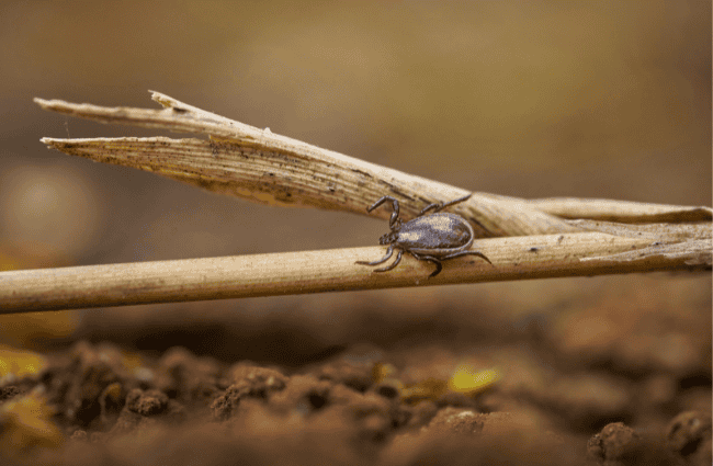 a tick