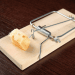 a mouse trap