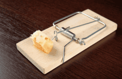 a mouse trap
