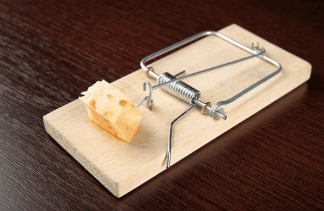 a mouse trap