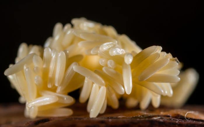 fly eggs on food