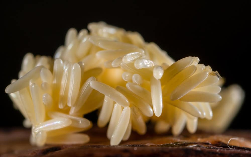 fly eggs on food