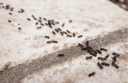 an ant trail