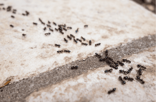 an ant trail