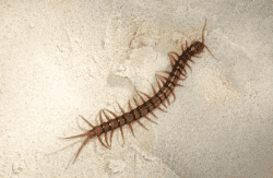a centipede