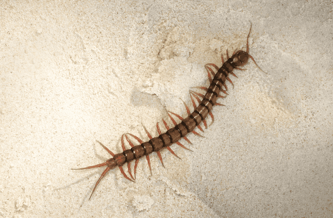 a centipede