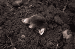a mole