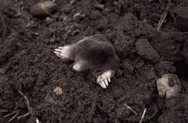 a mole