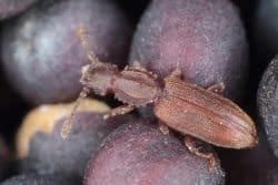 sawtooth beetle
